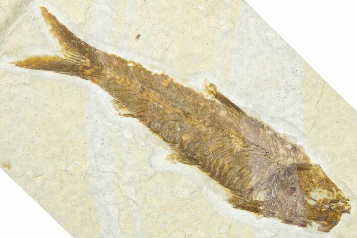 Detailed Fossil Fish (Knightia) - Wyoming #331035